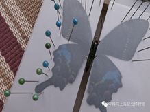 2026年 2月8日10点00至11点30标本制作——蝴蝶累标本展翅制作